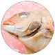 鯛