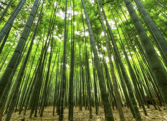 竹林